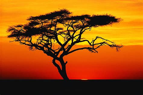 3840x2160px, 4K Free download | result for lion king sunset. Sunset ...