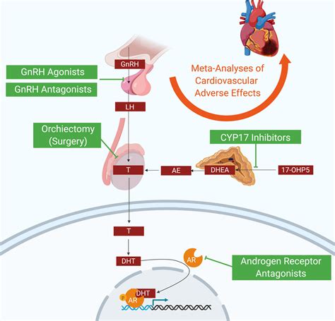 Cardiovascular Effects of Androgen Deprivation Therapy in Prostate ...