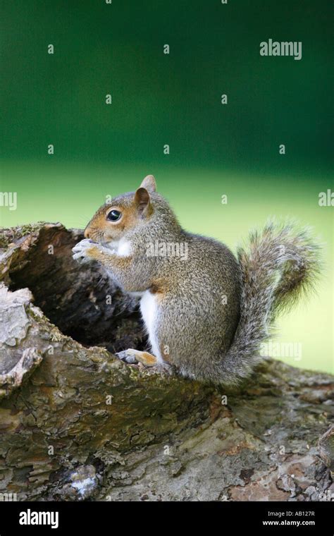 Tree Trunk Hole Squirrel High Resolution Stock Photography and Images - Alamy