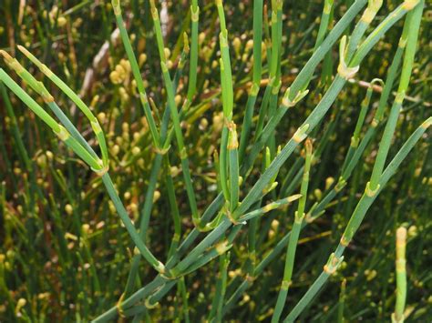 Ephedra chilensis C.Presl | Plants of the World Online | Kew Science