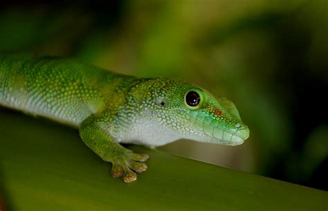 Madagascan Day Gecko . | Madagascar day gecko (Phelsuma mada… | Flickr