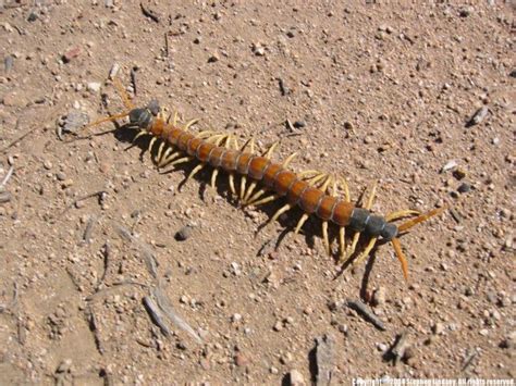 13 Terrifying Creatures That Live In Arizona And Could Actually Kill You | Desert insects ...