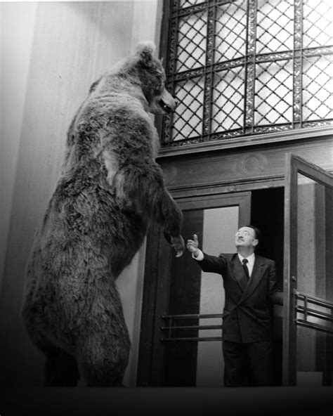 What Is The Biggest Kodiak Bear On Record - Rekod di Dunia