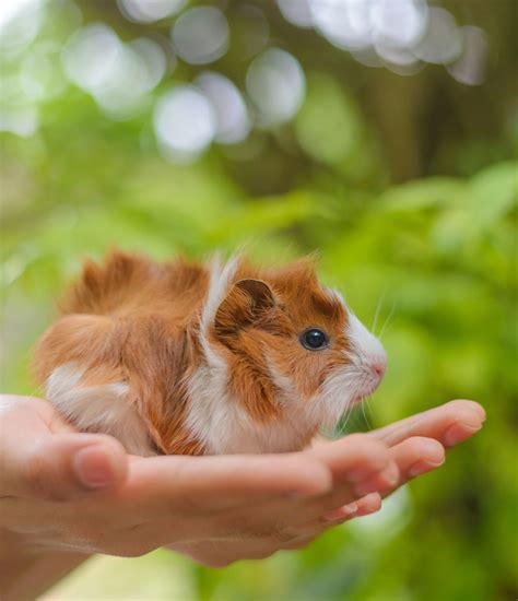 Cute Guinea Pig Names - 200 Unique Names To Choose From