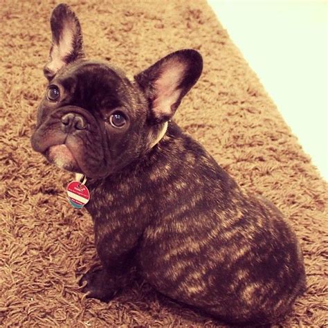 Best 25+ Brindle french bulldog ideas on Pinterest | French bulldog names, French bulldog puppy ...