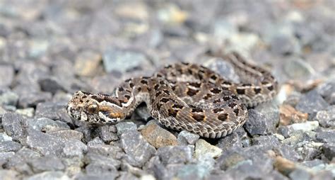 Cape Mountain Adder Snake Bite