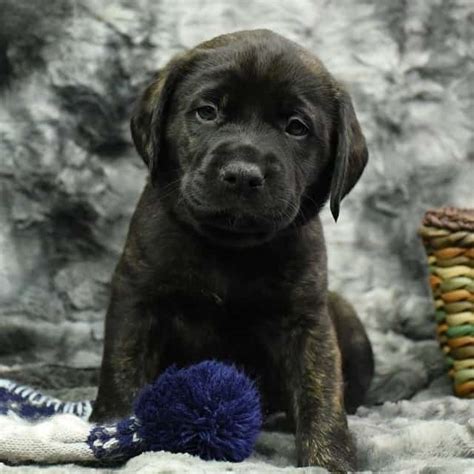 How Big Will A Lab Mastiff Mix Get