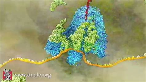 Fajarv: Protein Synthesis Model 3d