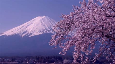 Hd The cherry blossom of Mount Fuji - YouTube