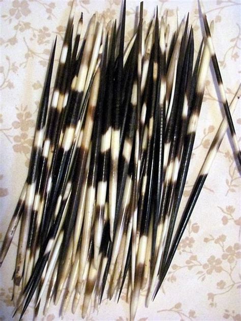 Porcupine quills, American indian crafts, Quilling