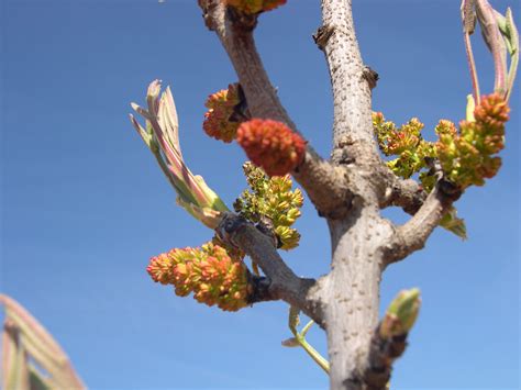 Pollination in pistachio and characteristics of its flowers - Plantae