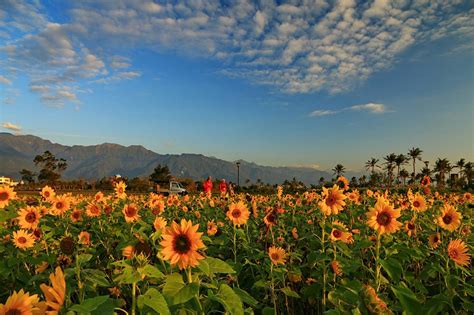 5 Instagram-Worthy Sunflower Fields You Should Visit Across Asia