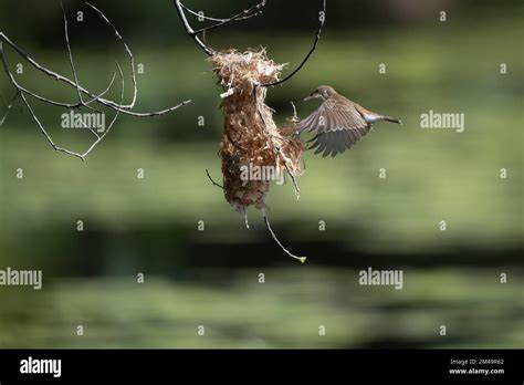 A Brown-backed Honeyeater is in mid-flight to its hanging nest with ...