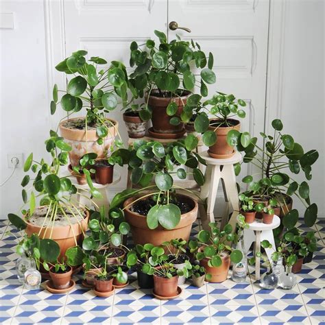 Houseplants Indoor, Indoor Plants, Air Plants, Green Plants, Potted Plants, Porch Plants, Small ...