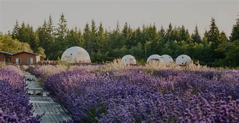 Glamping Domes | Glamping, Countryside, Closer to nature