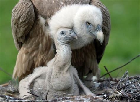 Baby vulture 9 #Babyvulture #vulture #cutevulture #littlevulture # ...