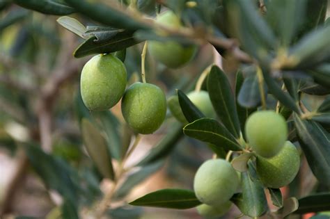 Green Olives on the Tree | Copyright-free photo (by M. Vorel) | LibreShot