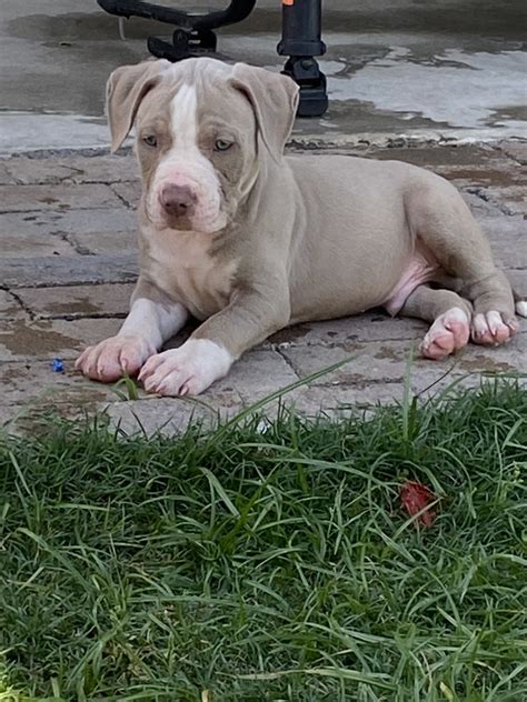 American Pit Bull Terrier Puppies For Sale | Selma, TX #330826