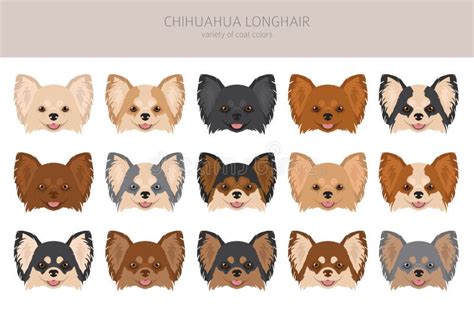 Chihuahua Long Haired Clipart. All Coat Colors Set. Different Position Stock Vector ...