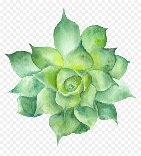 Watercolor Succulent Clipart Transparent, HD Png Download - vhv