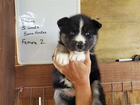 Chloee's agouti husky puppies 5 weeks old - Siberian Husky Puppies For Sale