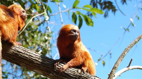 Beloved Brazilian Monkey Clings To A Shrinking Forest | WBUR News