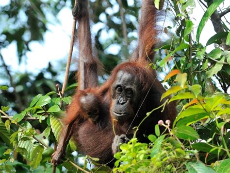 Orangutans are on the move in Borneo - Oyster