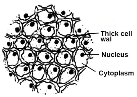 What is Simple Tissue? - QS Study