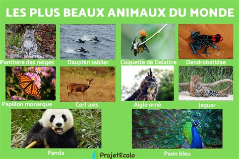 Top des 20 ANIMAUX les PLUS BEAUX du MONDE