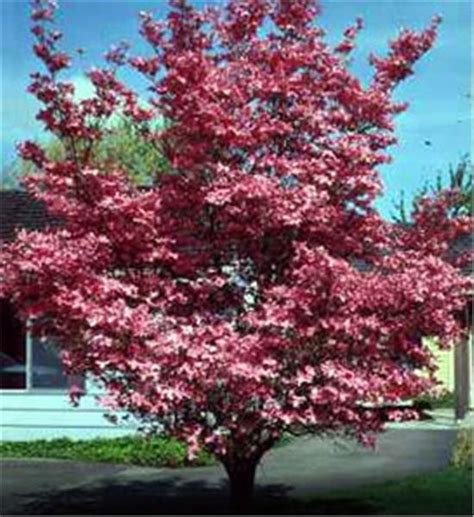 Red Dogwood | Red dogwood, Flowering trees, Dogwood trees