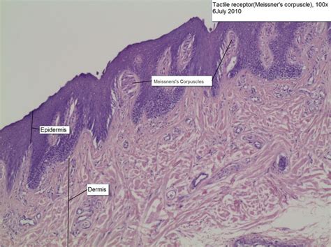 Meissner Corpuscle Slide