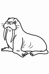 Walrus Coloring Page sketch template