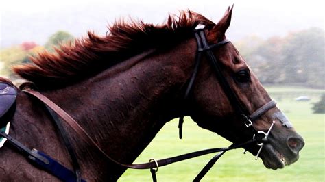 Morgan Horse Temperament - Horse Choices