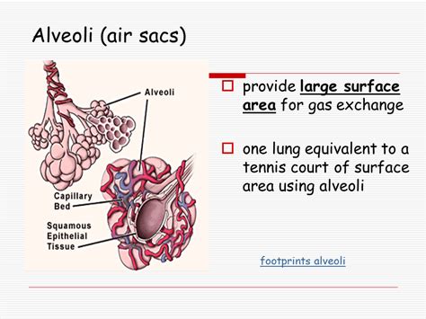 Lungs - Presentation Biology