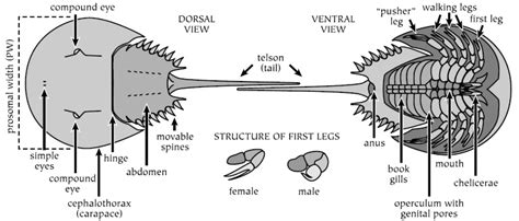 SCDNR - Horseshoe Crabs