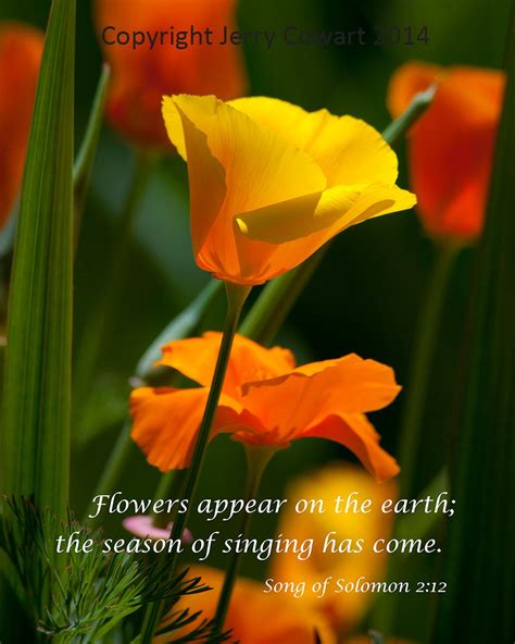 Bright Golden Poppy Flower Bible Verse Photography Prints And