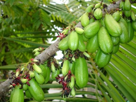 Bilimbi - World Crops Database