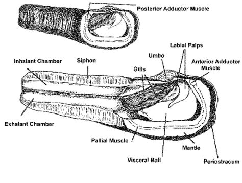 Morphology - Geoduck