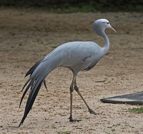 Pictures and information on Blue Crane | South african animals, African animals, Houston zoo