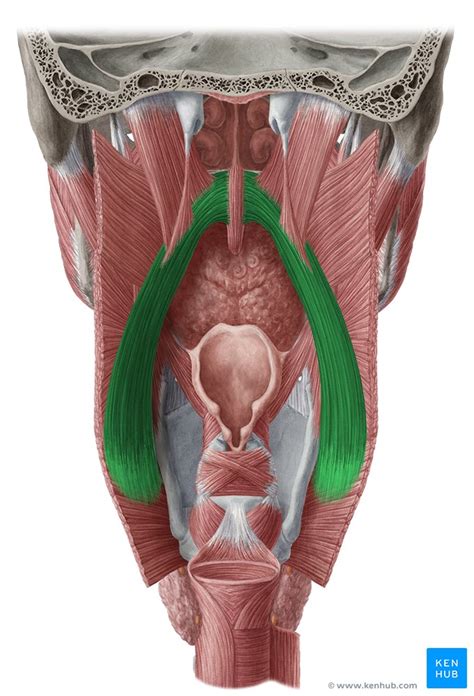 Soft palate: Anatomy, function and muscles | Kenhub