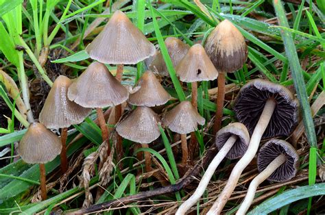 California Fungi: Psilocybe semilanceata