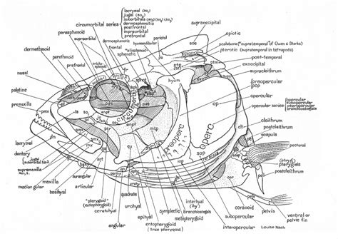 Fish Skulls – Morphology of the Vertebrate Skeleton