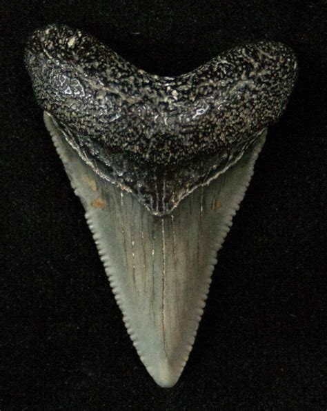 1.39" Serrated Baby Megalodon Tooth For Sale (#17197) - FossilEra.com