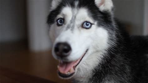 Mishka the Talking Husky Announces a Contest WINNER!!! - YouTube