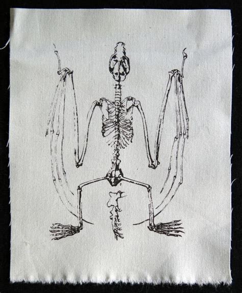 Bat Skeleton Drawing at PaintingValley.com | Explore collection of Bat ...