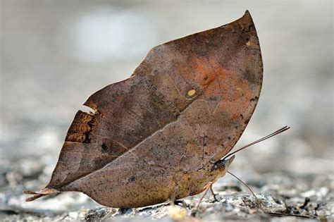 This dead leaf butterfly has a dazzling secret