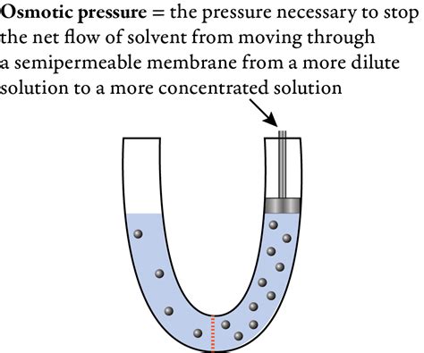Osmosis And Osmotic Pressure Osmotic Pressure Osmosis - vrogue.co