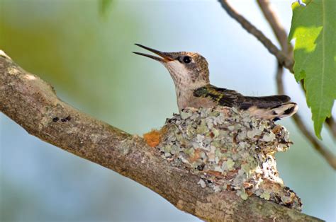 10 Adorable Pictures of Baby Hummingbirds - Birds and Blooms ...