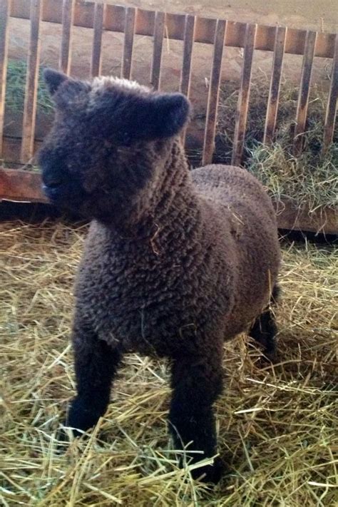 17 Best images about Southdown Babydoll Sheep on Pinterest | English ...