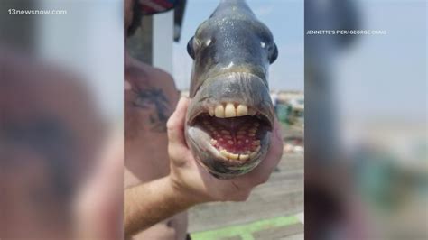 Sheepshead fish caught in Nags Head shows off human-like teeth | 13newsnow.com